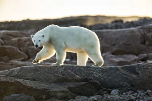 Nunavut Gallery: Canada, Nunavut Territory, Setting midnight sun lights Polar Bear (Ursus maritimus)