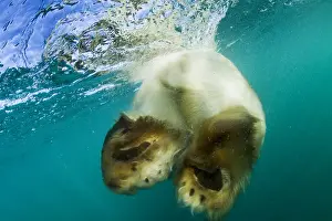 Adventurous Prints: Canada, Nunavut Territory, Underwater view of Polar Bear (Ursus maritimus) swimming