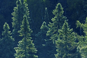 Images Dated 29th July 2007: Canada, Ontario. Algonquin Provincial Park. Black spruce trees backlit. Credit as