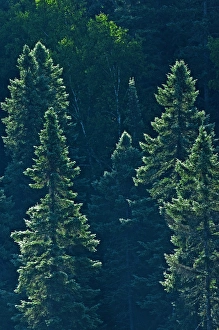 Images Dated 29th July 2007: Canada, Ontario. Algonquin Provincial Park. Black spruce trees backlit. Credit as