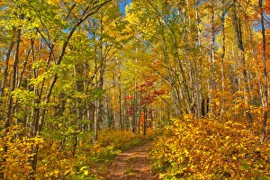 Away From It All Prints: Canada, Ontario, Aubrey Falls Provincial Park, Forest trail in autumn
