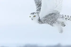 Images Dated 24th February 2015: Canada, Ontario, Barrie. Close-up of snowy owl in flight