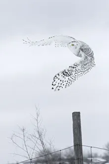 Canada, Ontario, Barrie. Female snowy owl in flight