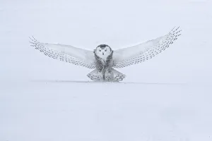 Images Dated 4th June 2020: Canada, Ontario, Barrie. Female snowy owl in flight