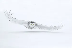 Images Dated 4th June 2020: Canada, Ontario, Barrie. Female snowy owl in flight over snow