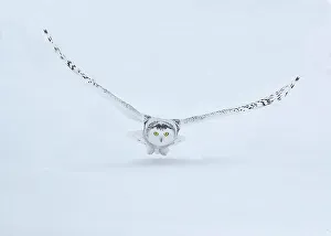 Images Dated 20th October 2022: Canada, Ontario, Barrie. Female snowy owl in flight over snow