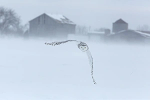 Images Dated 24th February 2015: Canada, Ontario, Barrie. Snowy owl in flight