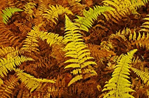 Images Dated 8th October 2007: Canada, Ontario, Baysville. Wood ferns in autumn