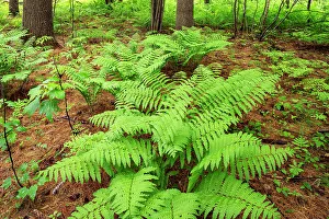 Prints of Canada, Ontario, Bourget. Cinnamon ferns in forest Images Dated 2022 May: Canada, Ontario, Bourget. Cinnamon ferns in forest