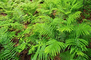 Images Dated 23rd May 2022: Canada, Ontario, Bourget. Cinnamon ferns in forest
