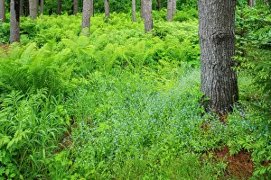 Images Dated 23rd May 2022: Canada, Ontario, Bourget. Cinnamon ferns in forest