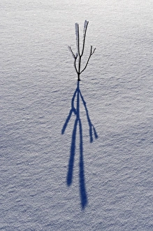 Simplicity Prints: Canada, Ontario, Bourget. Plant shadow on snow