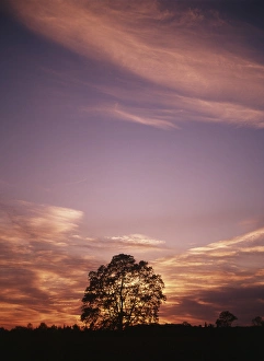 Images Dated 12th October 2017: Canada, Ontario, Breslau, View of tree at sunset