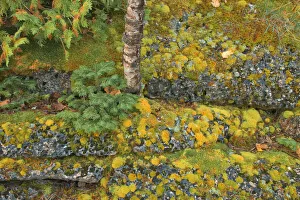 Images Dated 31st March 2018: Canada, Ontario, Bruce Peninsula National Park. Birch tree and moss on limestone rock