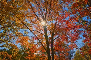 Sunburst Prints: Canada, Ontario, Chutes Provincial Park. Sunburst on autumn tree foliage