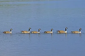 Canada Prints: Canada, Ontario, Ear Falls. Canada geese on English River
