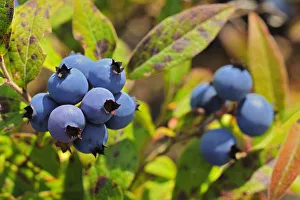 Edible Prints: Canada, Ontario, Ear Falls. Close-up of blueberries on vine