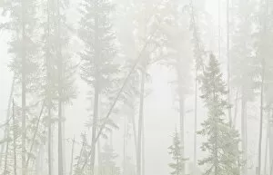 Images Dated 11th August 2008: Canada, Ontario, Ear Falls. Forest in fog