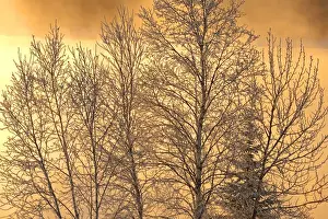 Canada, Ontario, Ear Falls. Poplar trees covered in horafrost at sunrise. Credit as