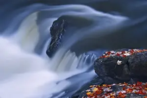 Images Dated 2nd October 2008: Canada, Ontario, Emsdale. Maple leaves on rocks next to Magnetewan River. Credit as