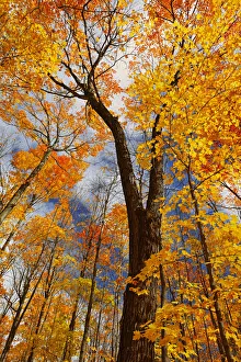 Canada, Ontario, Fairbank Provincial Park. Sugar maple trees in autumn. Credit as Canada, Ontario, Fairbank Provincial Park. Sugar maple trees in autumn. Credit as