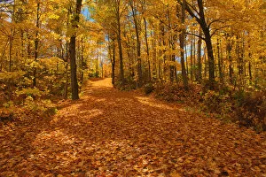 Canada, Ontario, Fairbank Provincial Park. Sugar maple tree leaves cover road in autumn
