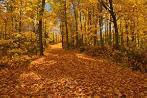 Canada Collection: Canada, Ontario, Fairbank Provincial Park. Sugar maple tree leaves cover road in autumn