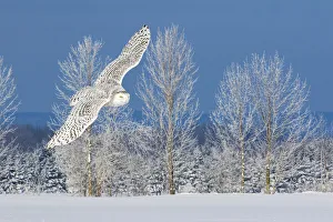 Canada, Ontario. Female snowy owl in flight