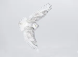 Canada, Ontario. Female snowy owl in flight