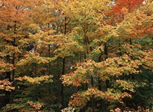 Images Dated 12th October 2017: Canada, Ontario, Gravenhurst, View of forest in autumn