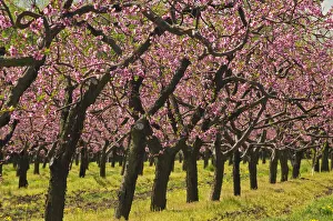 Peach Prints: Canada, Ontario, Grimsby. Peach orchard blooming in spring