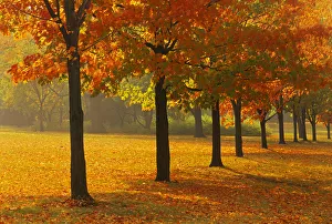 Canada, Ontario, Guelph. Sugar maple trees in autumn