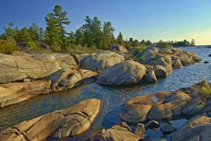 White Pine Prints: Canada, Ontario, Honey Harbour. Trees on Precambrian shield rock