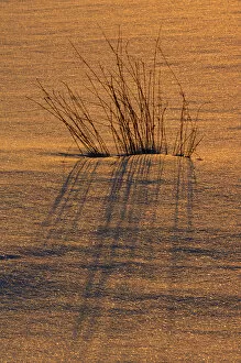 Canada, Ontario, Hope Bay. Grasses at sunset