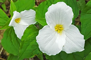 Canada, Ontario, Horseshoe Lake. Large-flowered trillium