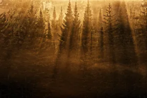 Backlit Prints: Canada, Ontario, Kenora. Backlit tree shadows at sunrise