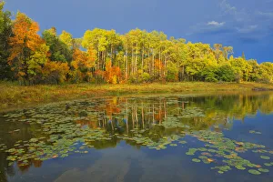 Images Dated 23rd March 2020: Canada, Ontario, Kenora District. Forest autumn colors reflect on Middle Lake