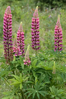 Lupin Prints: Canada, Ontario, Killarney District. Lupines blossoms close-up