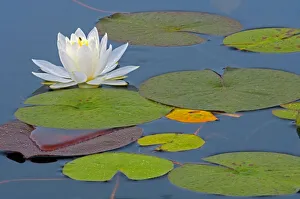 Images Dated 18th April 2020: Canada, Ontario, Killarney Provincial Park. American white water lily flower and pads