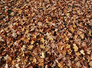 Sugar Maple Prints: Canada, Ontario, Kitchener, View of sugar maple leaves