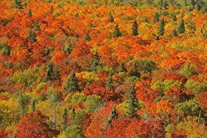 Images Dated 30th September 2012: Canada, Ontario, Lake Superior Provincial Park. Evergreen and maple trees in autumn color