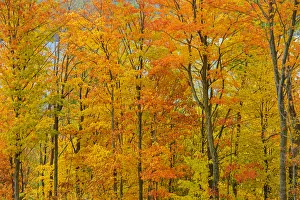 Canada, Ontario, Manitoulin Island. Sugar maple trees in autumn foliage. Credit as