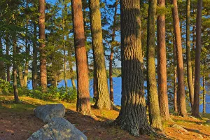 White Pine Prints: Canada, Ontario. Mature white pines and red pines at sunset