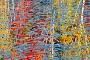 Canada, Ontario, Minden. Autumn-colored tree reflect in pond of water lilies. Credit as