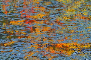 Canada Gallery: Canada, Ontario, Minden. Reflection of autumn colored forest in pond with water lily pads