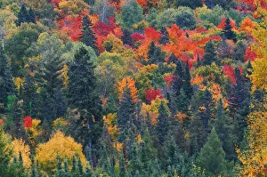 Canada Collection: Canada, Ontario, Mississauga Provincial Park. Autumn colors in forest