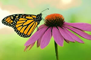 Floral & Botanical Collection: Canada, Ontario. Monarch butterfly on Echinacea flower