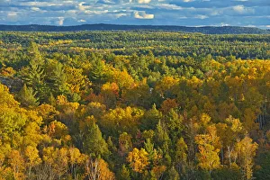 Images Dated 31st March 2018: Canada, Ontario, Neebing County. Forest in autumn. Credit as