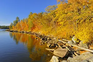 Lake Of The Woods Prints: Canada, Ontario, Nestor Falls. Autumn on shore of Lake of the Woods