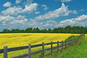 Prints of Canada, Ontario, New Liskeard. Yellow canola crop and wooden fence Images Dated 2022 May: Canada, Ontario, New Liskeard. Yellow canola crop and wooden fence